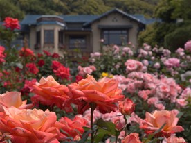 今回の訪問時期はベストタイミング。前回とは異なり庭一面のバラ。バラ独特の香りが漂っていた。