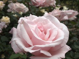 ピンクのバラ。