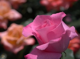 こちらもピンクのバラ。若干チューリップぽくも見える？