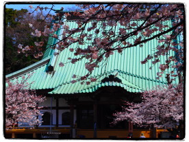 桜名所、光明寺