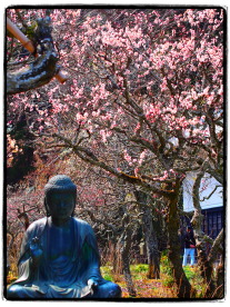 梅名所、東慶寺