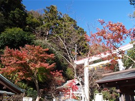 鎌倉宮の本殿前の紅葉。
