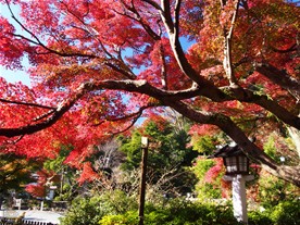 こちらは鎌倉宮の拝観コースを出たところの紅葉。