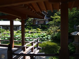 「かながわの花の名所100選」にも選ばれているハスの景色を見るのがこの日の目当て。ハスは本堂に向かって左側の記主庭園に咲く。本堂からスリッパをお借りして回廊を通って行く。この真夏に庇の下から観賞ができるのはありがたい。ましてやスリッパまで借りれるとは。