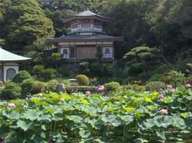 こちらが光明寺のハス。大聖閣との景色がマッチしている。一休さんが出てきそうな風景。
