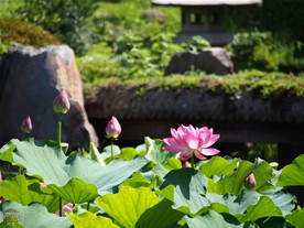 ハスの花は早朝に咲いて午後には萎むと聞いたので、朝9時に到着したのだが、咲く前のつぼみの状態なのか、萎んでしまった後なのか、咲いた状態の花は少なめだった。見た感じでは前者のよう。