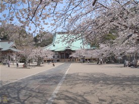 思い思いに桜を堪能。