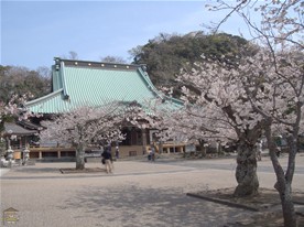 光明寺の桜。