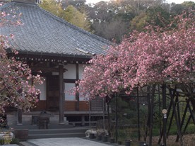 鎌倉観光スポット（桜・海棠おすすめ） 光則寺