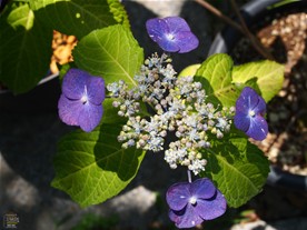 光則寺のあじさい。様々な種類のあじさいが鉢植えされていた。
