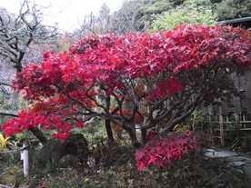 光則寺の紅葉。他の場所では見られない珍しい紅葉。前述の「花マップ」によるとオオモミジという種類らしい。