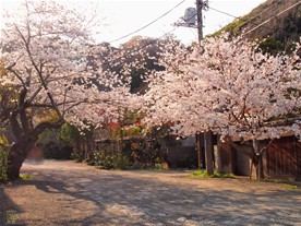 光則寺の境内では桜はあまり見られないが、隣接する幼稚園の周辺の桜が綺麗に咲く。