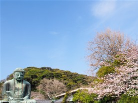 お花見中の大仏様