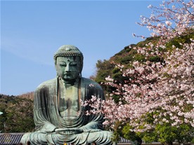 春の陽気に誘われて鎌倉大仏の前に桜が咲く。