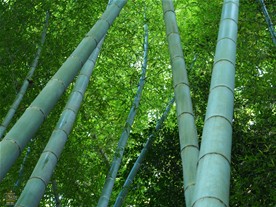 明月院の竹に囲まれた小道。