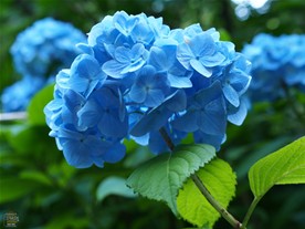 明月院の紫陽花(あじさい)はほぼヒメ紫陽花(あじさい)という種類で統一されている。