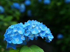明月院の紫陽花(あじさい)。咲きはじめは小ぶりで水色の花。