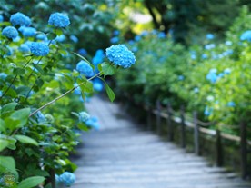 あじさい名所、明月院