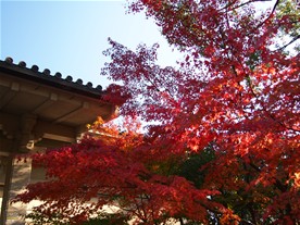 11月下旬から12月上旬頃になると国宝館前の楓も綺麗に紅葉する。