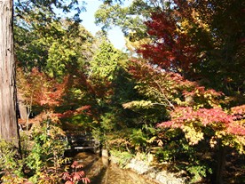 国宝館前を流れる小川も紅葉に彩られる。
