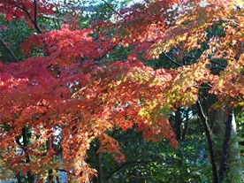 国宝館付近の紅葉。