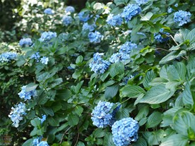 妙本寺の境内には紫陽花(あじさい)の花が数多く咲いていた。（但し、紫陽花(あじさい)シーズンは既に終わっていたため殆ど萎れかけ。）