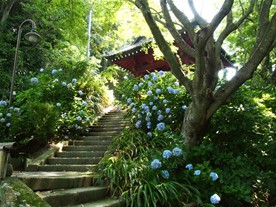 ピーク時であれば、見応えがあったと思われる妙本寺の紫陽花(あじさい)。