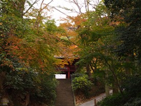 妙本寺に訪れたのは12月中旬。それでもまだ紅葉前の葉もあった。