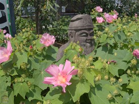 妙隆寺には祠に祀られている寿老人とは別に寿老人の石像があり、この石像の周りにフヨウが鮮やかに咲く。この日はまだ蕾の状態のものが多く、満開はこれからの様子。