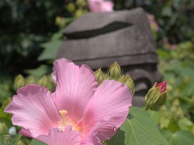 寿老人の石像の周りに咲く色鮮やかなフヨウ。