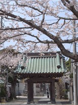 街中にある比較的小さなお寺の妙隆寺。こちらは妙隆寺の山門前の桜。