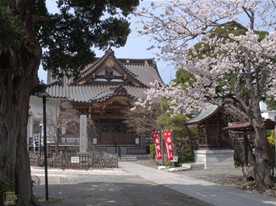 境内に咲く妙隆寺の桜。桜の向こうに見える赤い旗の立つ祠（？）には鎌倉江ノ島七福神の寿老人が祀られている。さらにその向こうには鍋かぶり上人、日親が修業した池がある。