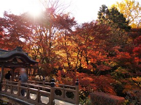 内苑エリア一体の紅葉の色づきが綺麗だった。