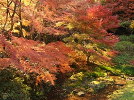 亭しゃ付近を流れる小川周辺の紅葉。