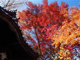 「旧天瑞寺寿塔覆堂」頭上の紅葉。