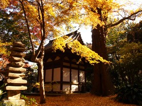 「旧天瑞寺寿塔覆堂」裏側の黄葉。