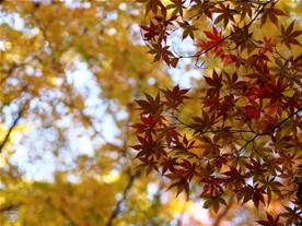 銀杏をバックに紅葉する楓。