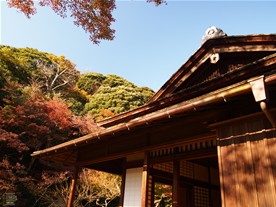 月華殿周辺の紅葉。