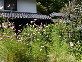鎌倉観光スポット（花散策コース周辺） 東慶寺