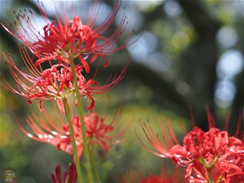 太陽の光に照り輝く東慶寺の彼岸花（ヒガンバナ）。