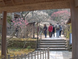 東慶寺の小さな山門を潜ると紅白の梅が境内に広がる。