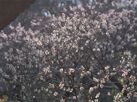 この年の2月は寒い日が続き、そのためか東慶寺の梅が満開になったのは3月中旬。春の訪れを感じさせる暖かな陽ざしのもと、梅の香りが境内を包む。