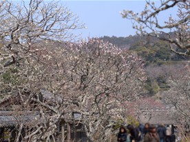 参道の両脇に並ぶ梅。