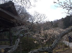 東慶寺にある梅の木の幹や枝をよく見ると、白っぽい皮で覆われている。調べたところ、ウメノキゴケというものらしい。排気ガスなどには弱く、空気が綺麗でないと繁殖しないものだとか。