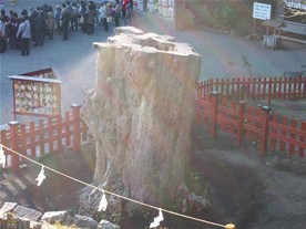 2010年に強風で倒れてしまった大銀杏。樹齢1000年超の大木。