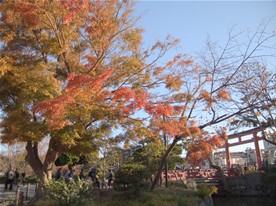 鶴岡八幡宮の正面入口にあたる三の鳥居付近の紅葉。