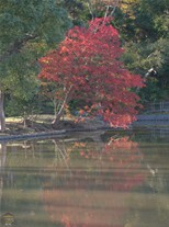 平家池の紅葉。一本だけ紅色に染まる木。