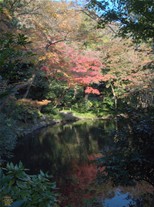 柳原神池付近の紅葉。鶴岡八幡宮の境内ではこの辺りの紅葉が綺麗。