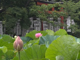 旗上弁財天がある島の周りにはこれでもかというぐらい多くの旗が立てられている。