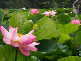 光があたることでより鮮やかになるハス。